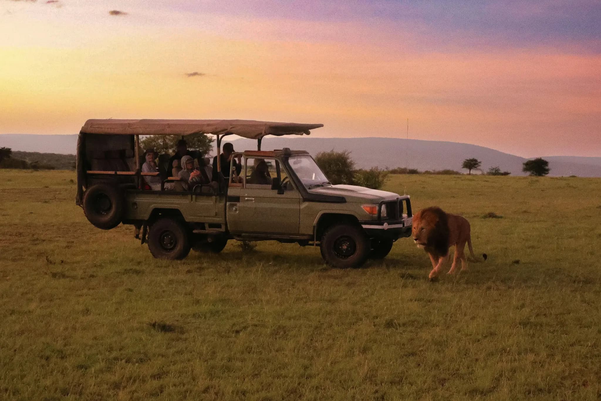 A safari vehicle at golden hour with a lion nearby